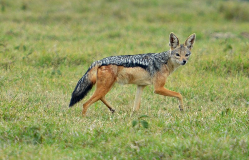 Шакал камышовый