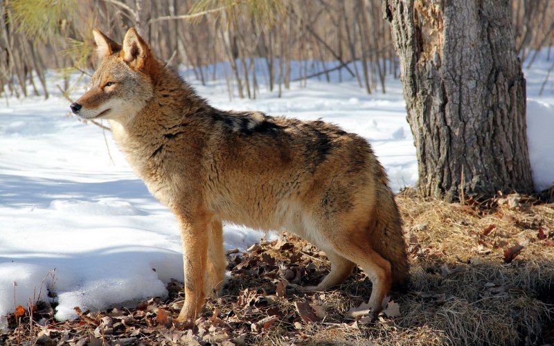 Эфиопский Шакал (canis simensis)
