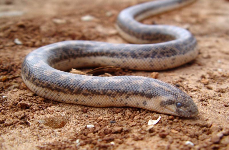 Удавчик песчаный (Eryx miliaris)