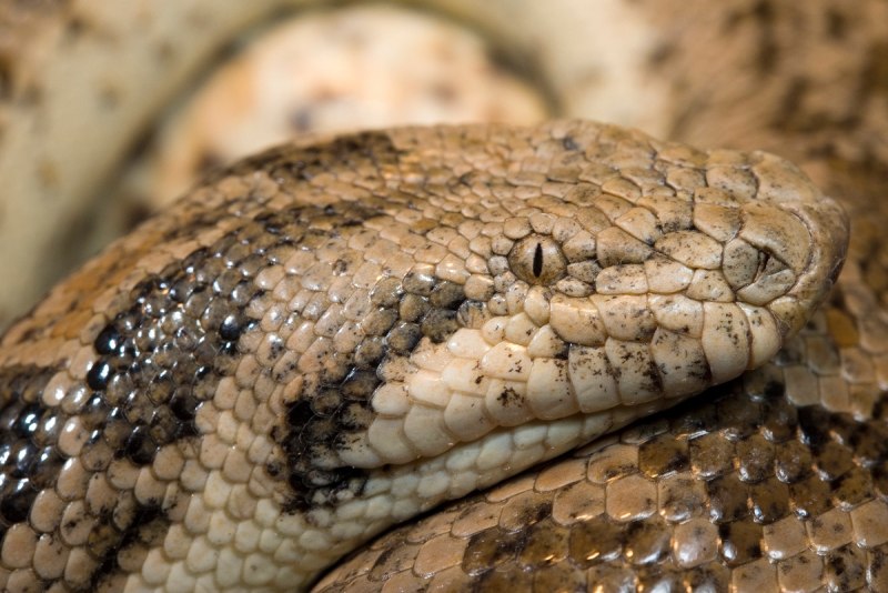 Восточный удавчик Eryx tataricus