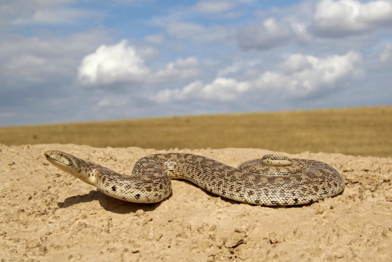 Песчаный удавчик  Eryx miliaris (Pallas, 1773)