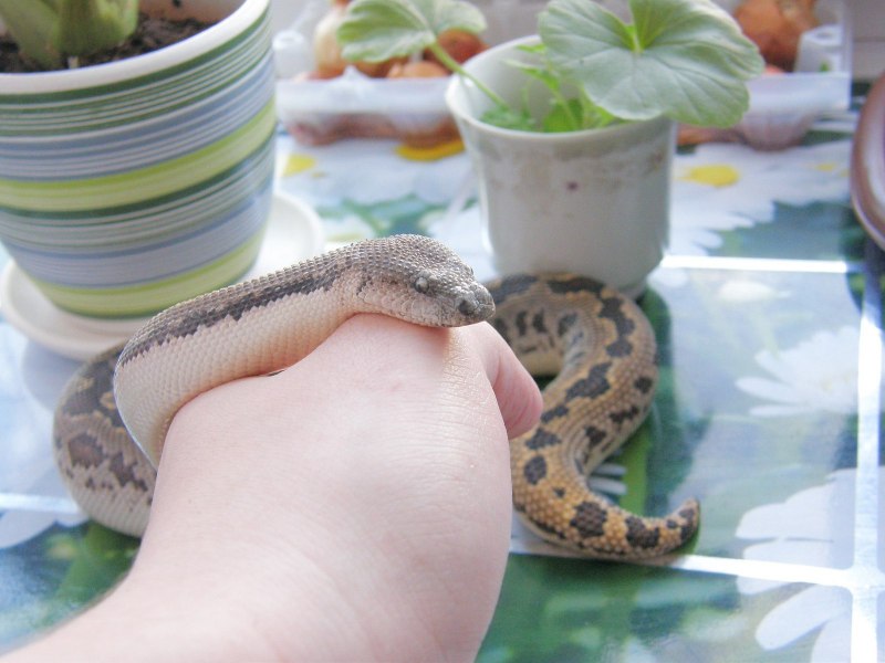 Арабский песчаный удавчик