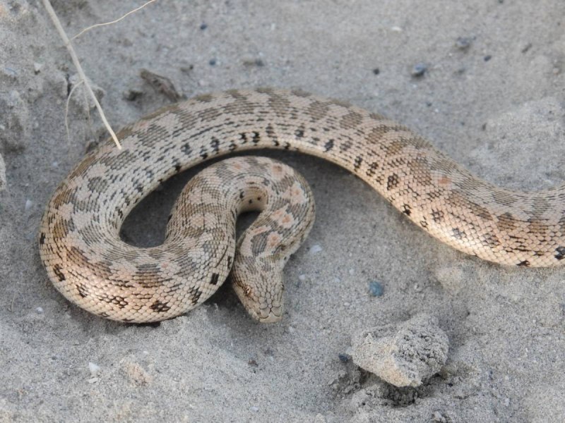 Степной удавчик