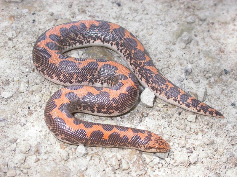 Восточный удавчик хорхой