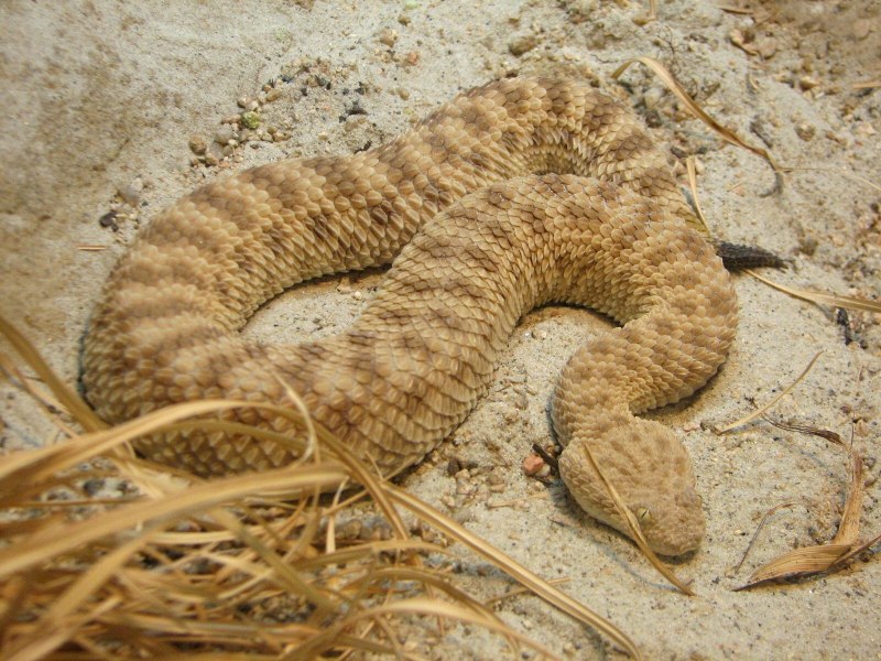 Песчаный удавчик на белом фоне