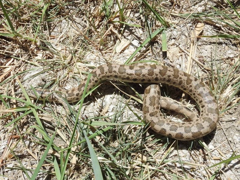 Арабский песчаный удавчик