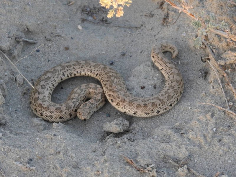 Арабский песчаный удавчик