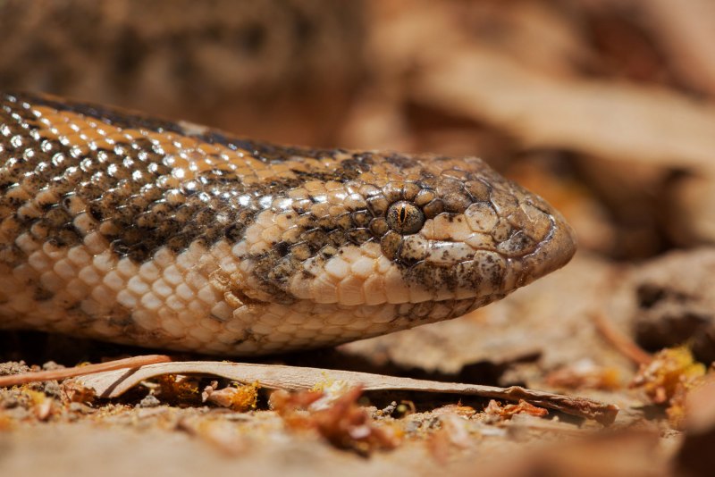 Индийский удавчик