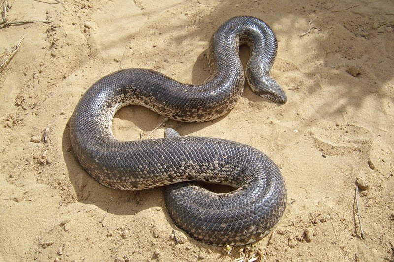 Арабский песчаный удавчик