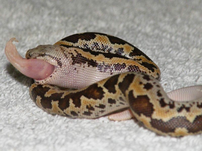 Степной удавчик