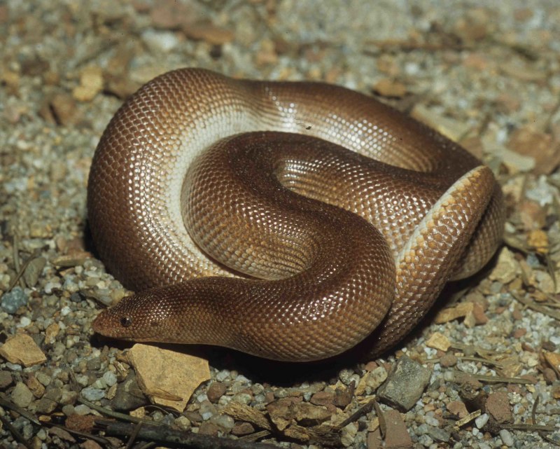 Песчаный удавчик