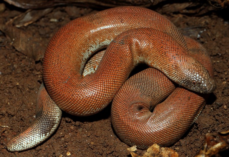 Арабский песчаный удавчик