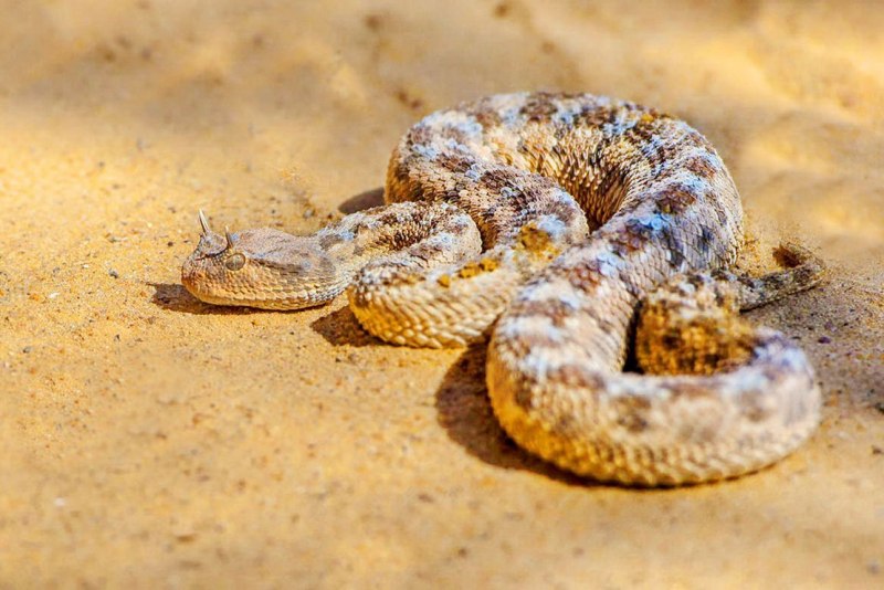 Питон классический