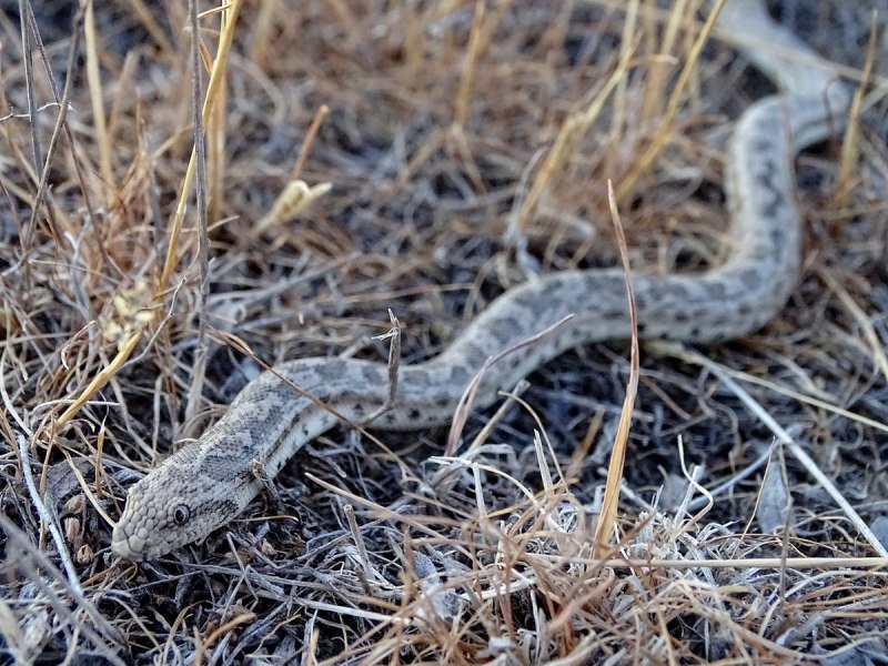 Обыкновенная Песчаная змея