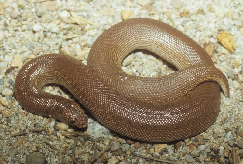 Степной удавчик