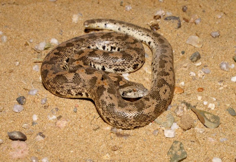 Gongylophis colubrinus