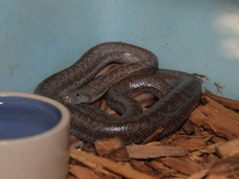 Arabian Sand boa