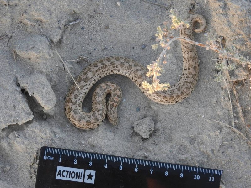 Кенийский песчаный удавчик