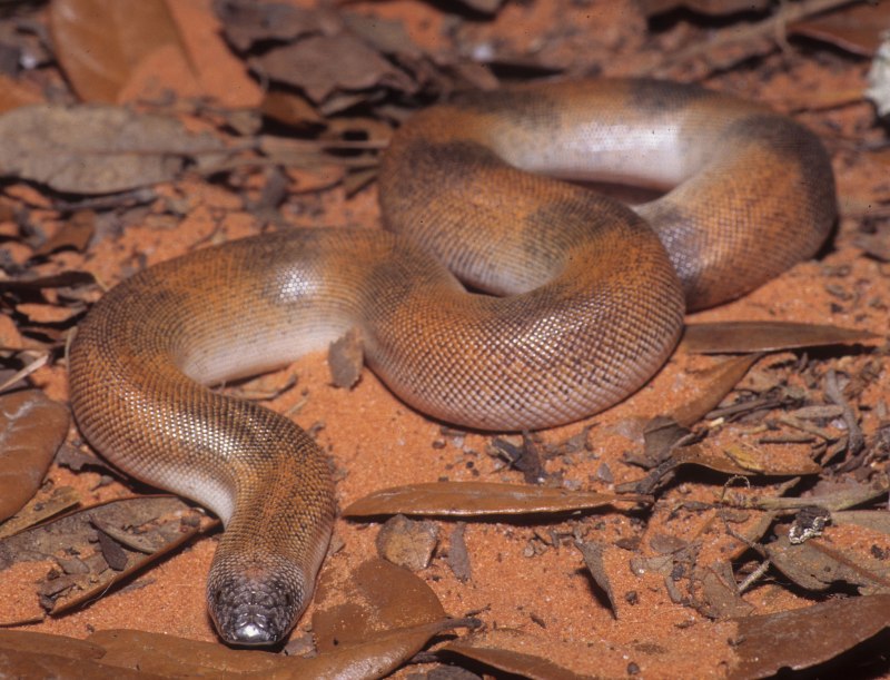 Удавчик песчаный (Eryx miliaris)