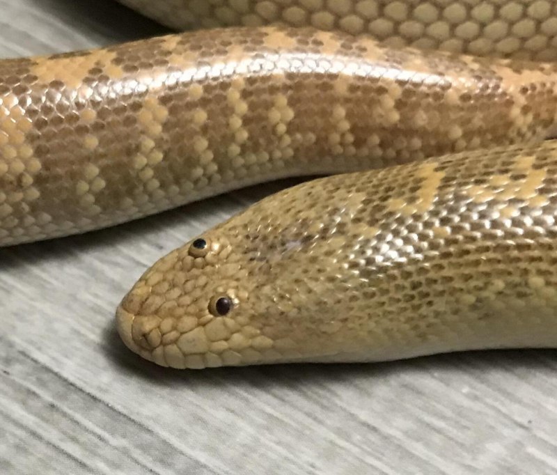 Индийский удавчик