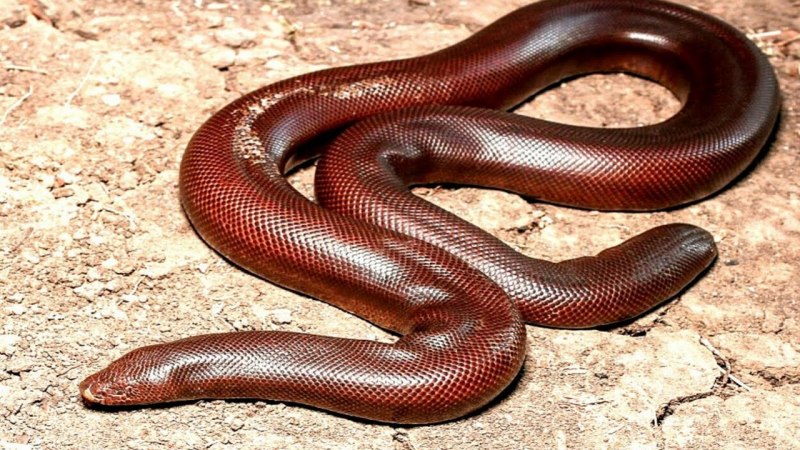 Степной удавчик