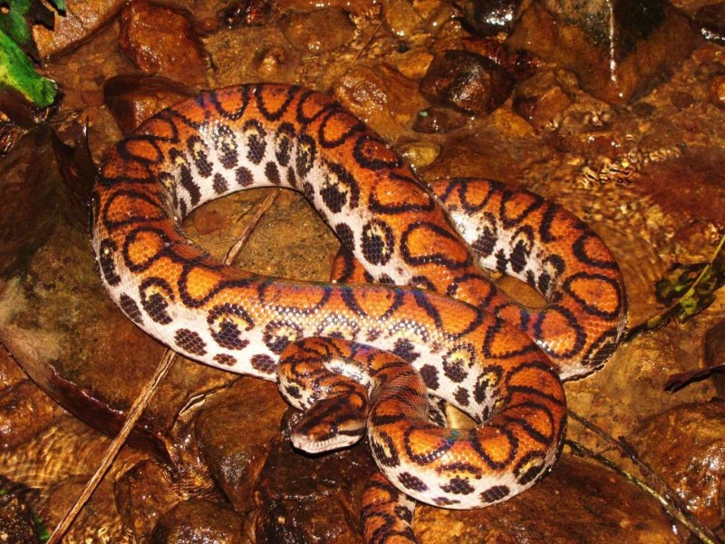 Змея песчаный удавчик