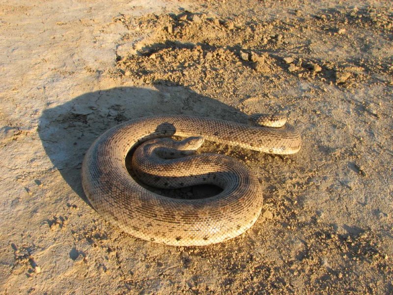 Ковровый питон Axanthic Jaguar