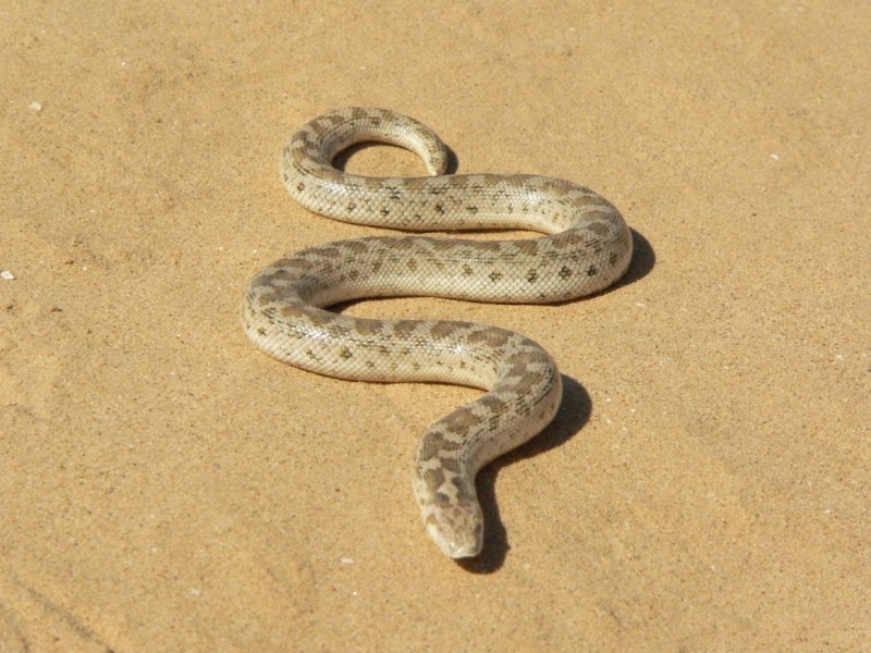 Змея песчаный удавчик домашняя