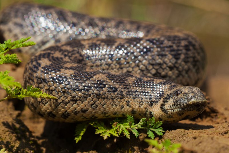 Удавчик песчанный Eryx miliaris