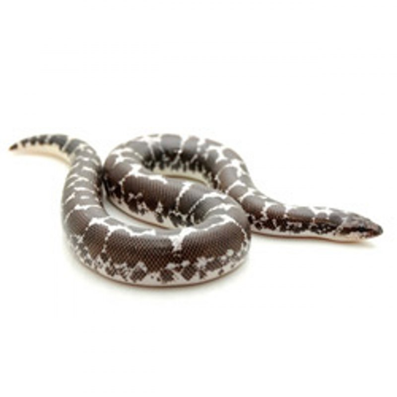 Песчаный удавчик купить