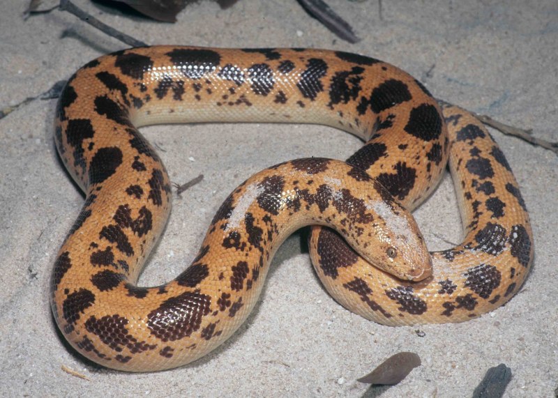 Песчаный удавчик в террариуме