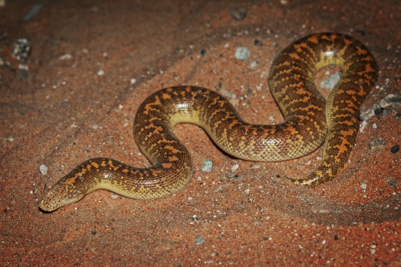 Песчаный удавчик