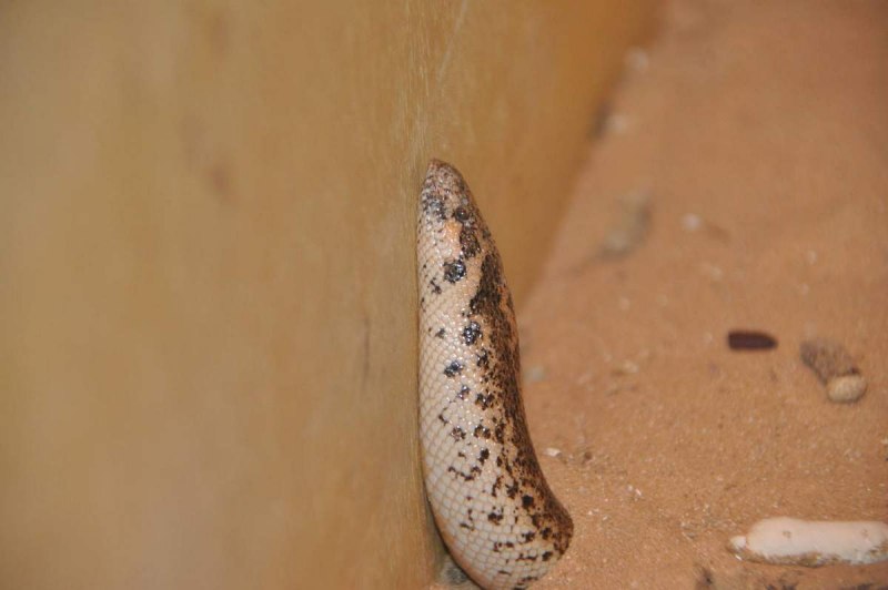 Кенийский песчаный удавчик