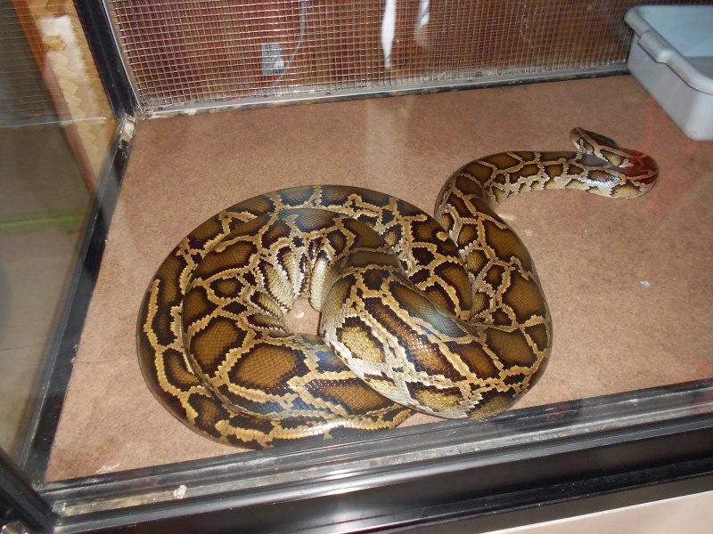 Калифорнийский розовый удав