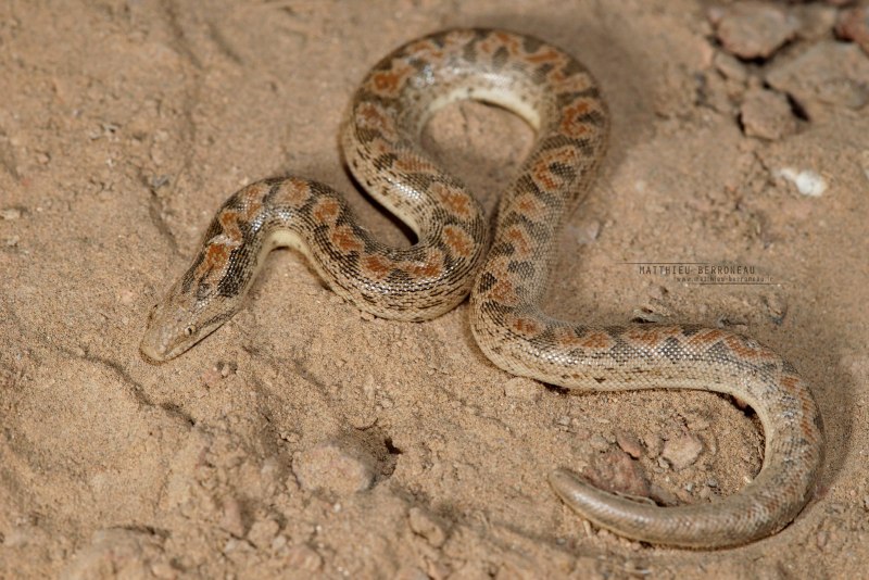 Песчаный удавчик пустыни