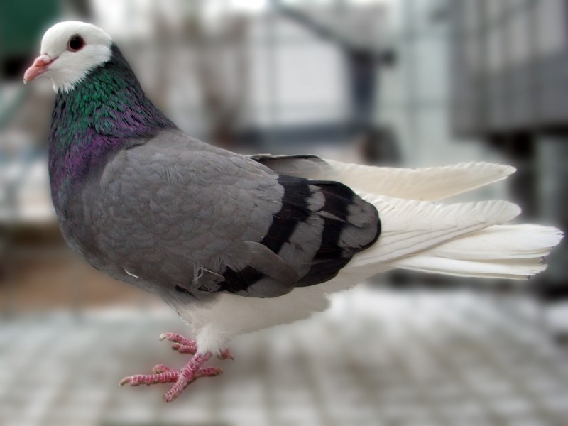 Пермские высоколетные голуби