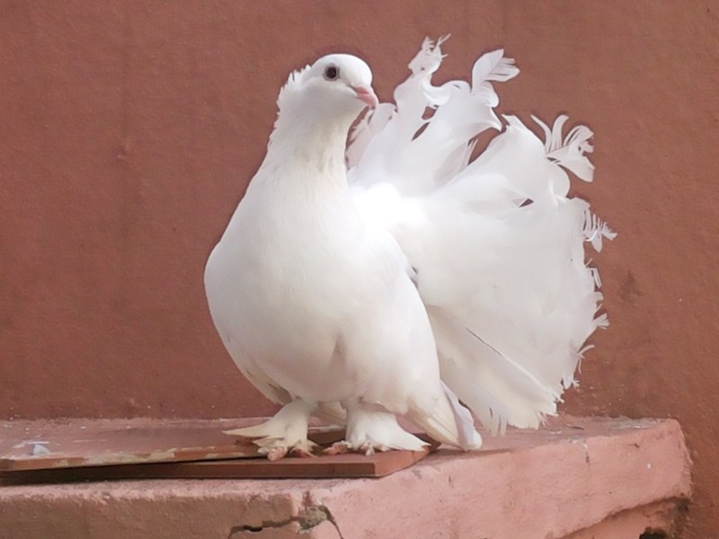 Порода голубей арабы