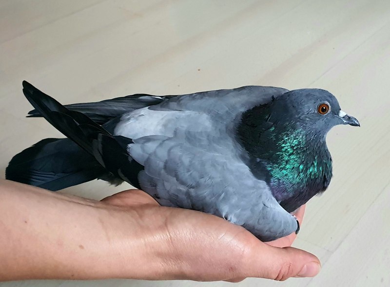 Черногребенчатый голубь