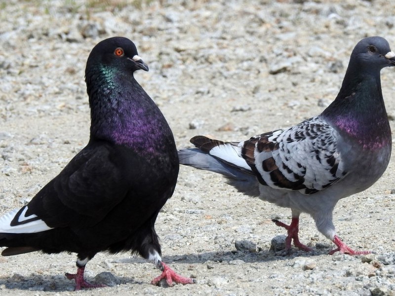 Голуби Германии