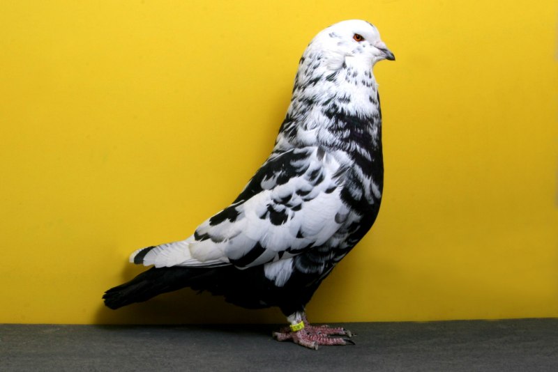 Богемская космоногая Волшебная Ласточка