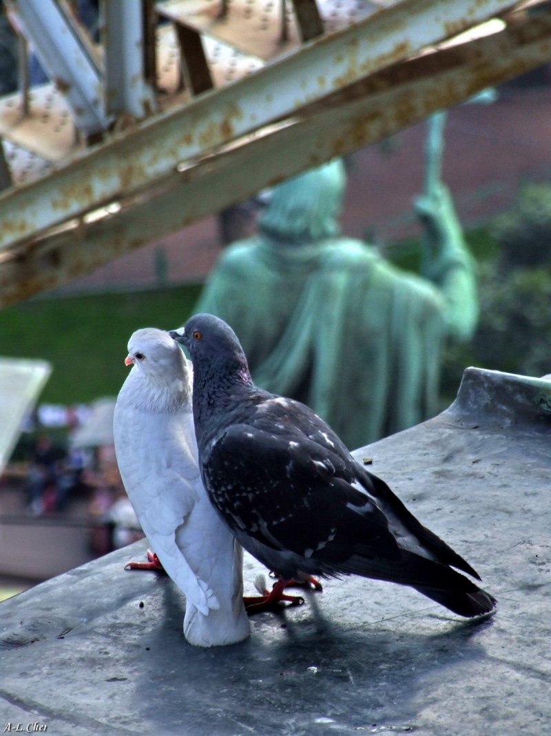 Влюбленные голуби