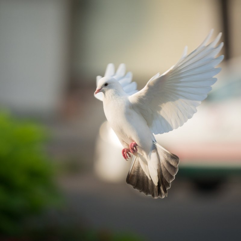 Голубь летит