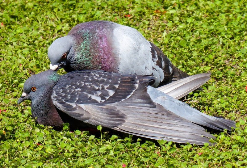 Голуби сиреневые