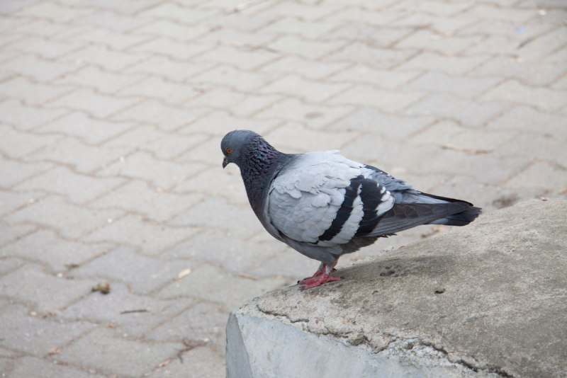 Голуби в городе