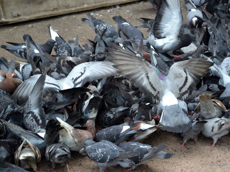Кучка голубей