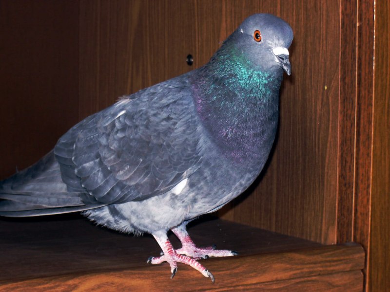 Голубь залетел