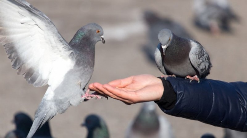Голубь на ладони