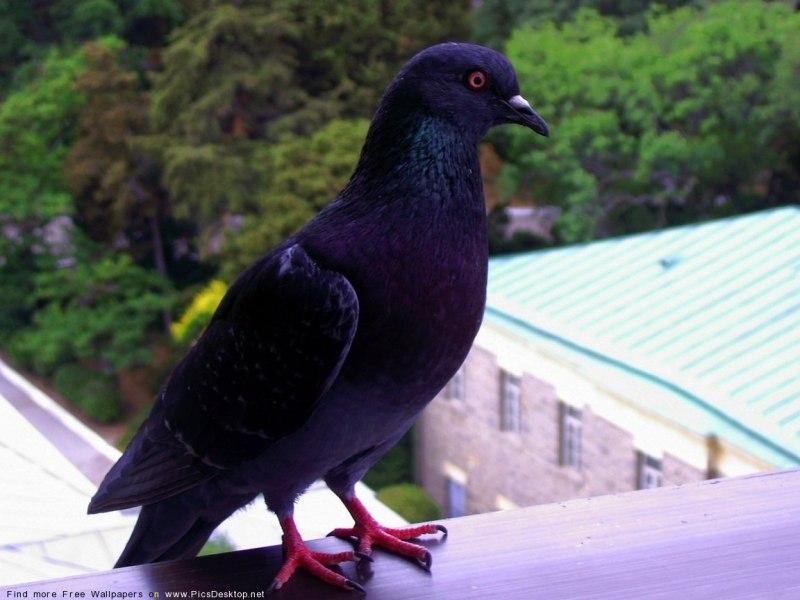 Бонинский голубь