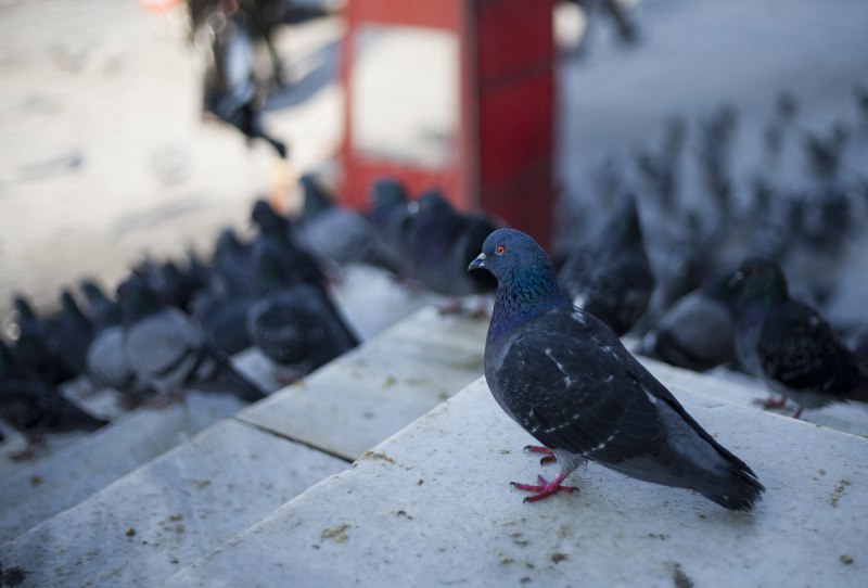 Голуби меланисты