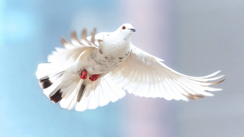 Голубь в полете